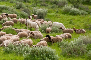 Weihnachten - Gedanken des Superintendenten