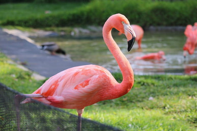 Flamingo-Familienfrühstücksgottesdienst 18.02.24